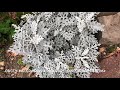 Dusty Miller or Silver Ragwort