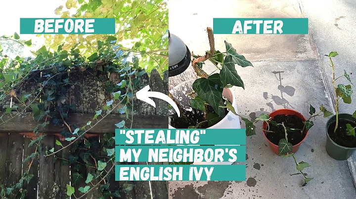 How to Propagate English Ivy | English Ivy