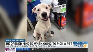 Clear the Shelters: Be open minded when going to pick a pet