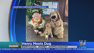 Service Dog Has Adorable Encounter With Dug From 'Up' At Walt Disney World