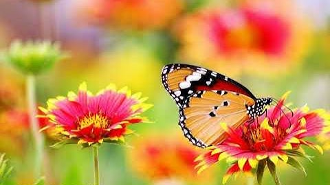#سورة_الرحمن  بصوت القارئ اسامة صبحي حسين #تلاوة #القرآن_الكريم #قرآن #القرآن #قران