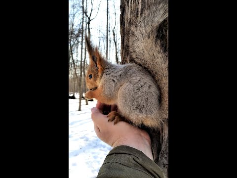 Белка приползла и села на ладонь / The squirrel crawled and sat on the palm of his hand