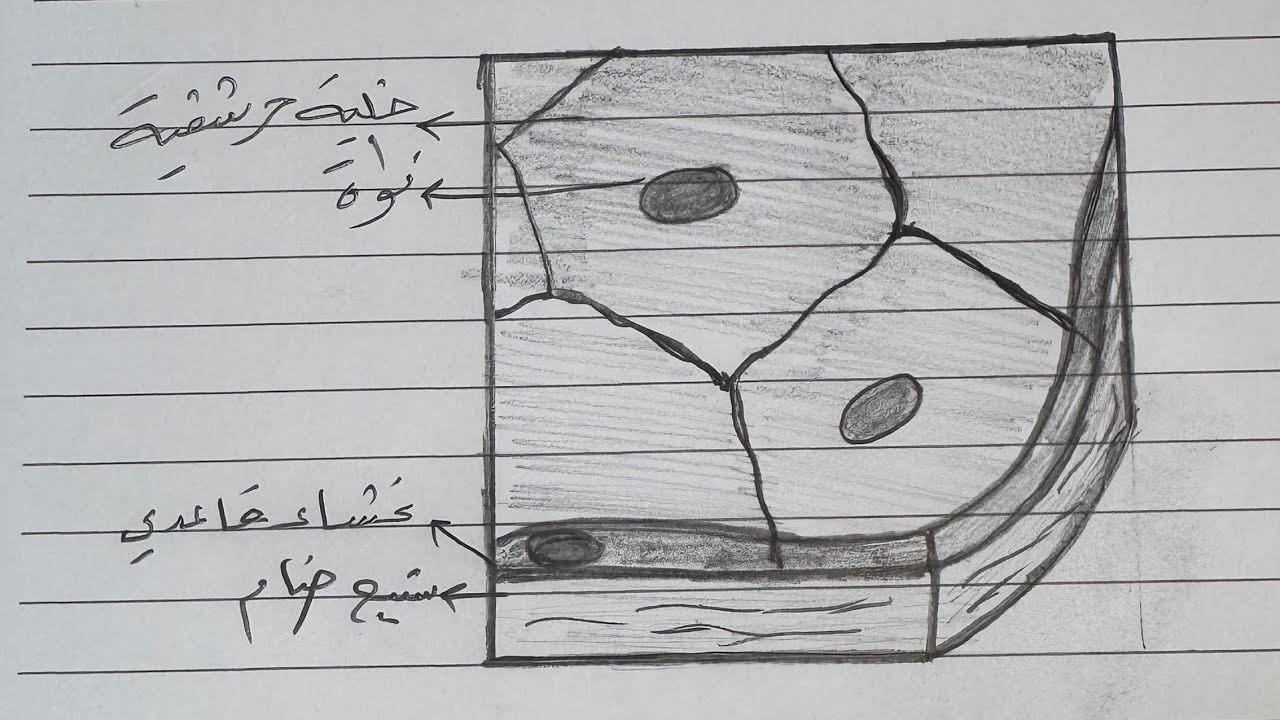 رسم النسيج الظهاري الحرشفي البسيط 2025