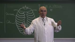 COURS ANATOMIE 1: Les parois du thorax