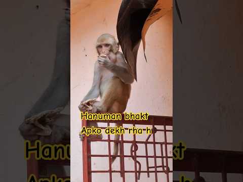 Hanuman bhakt #viral #money #Chitrakoot #ramghat #jayshreeram #trendingreel #instamood #viralvideos