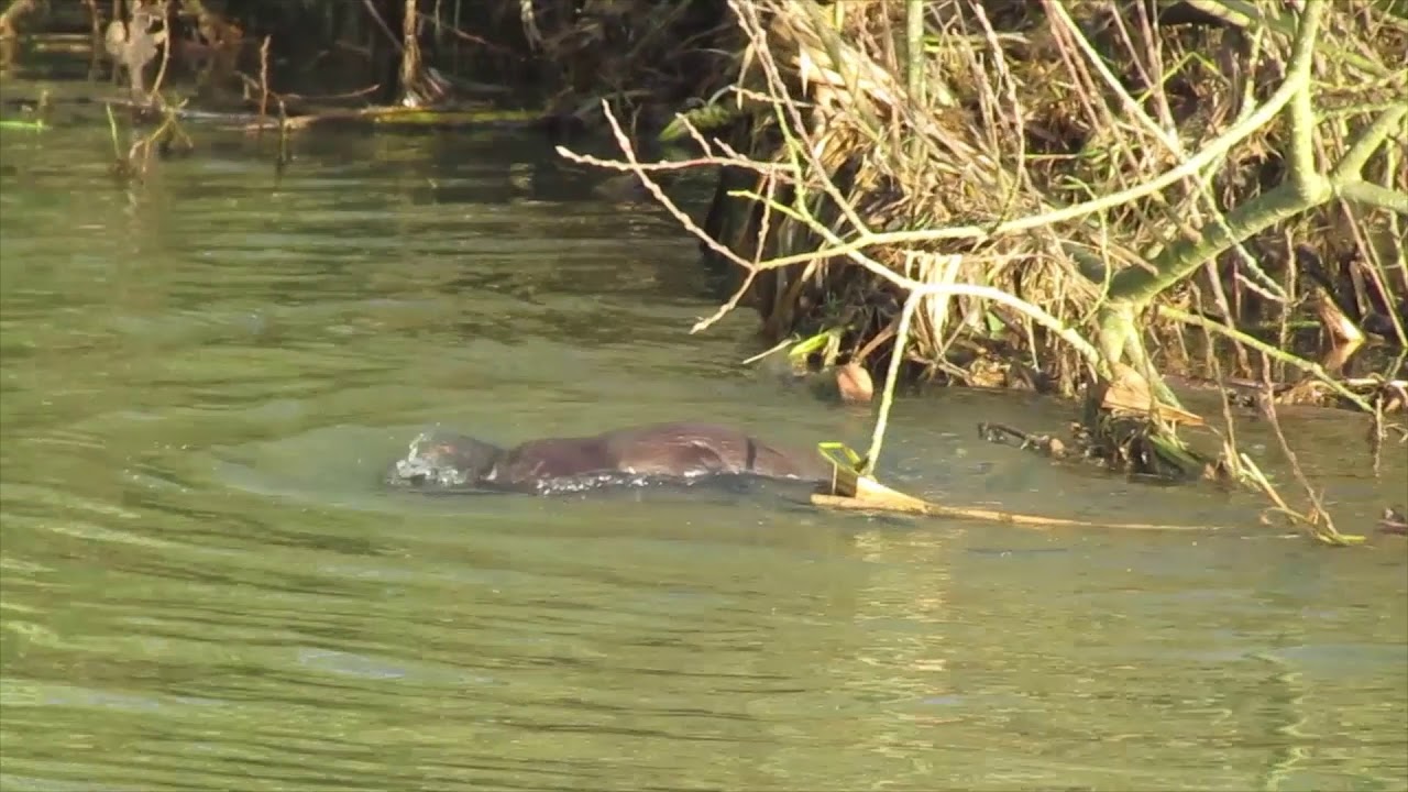 Three Little Otters Playing in Ferry Meadows, Peterborough