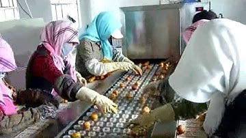 semi-auto green plum pitting machine fruits seeds removing machine