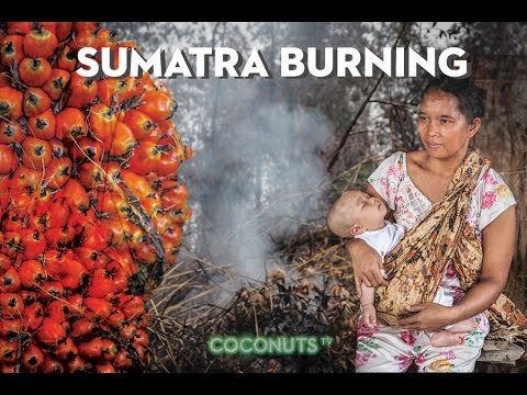 Sumatra Burning: The heart of palm oil (PART 2)