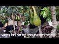 COMO TENER AGUACATE ENANO PASO A PASO. TRASPLANTE  EN MACETA