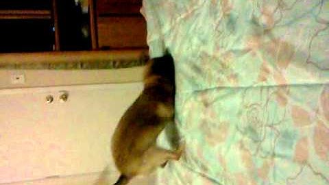 This is what dogs do when OD on catnip