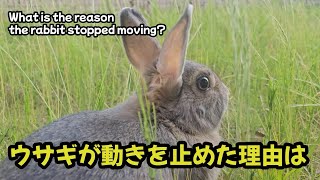 The reason the rabbit stopped moving was【1268】365 days rabbit
