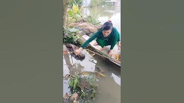 Cắm câu cá lóc mùa nước nổi dính toàn cá khủng #xuhuong2024 #xuhuongyoutube #321shorts #shrots