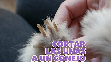 ¿Puedo cortar yo solo las uñas a mi conejo?