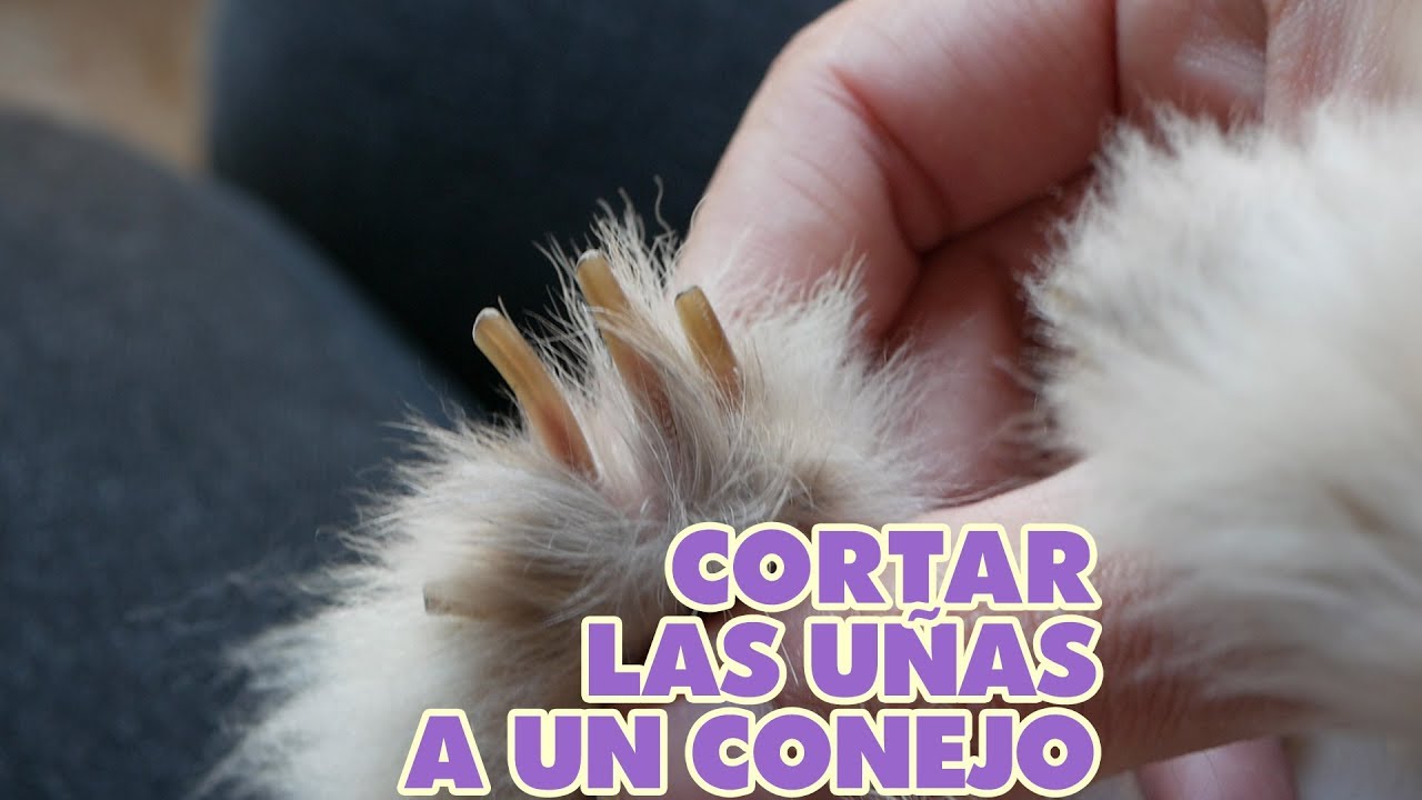 Como cortar las uñas a un conejo