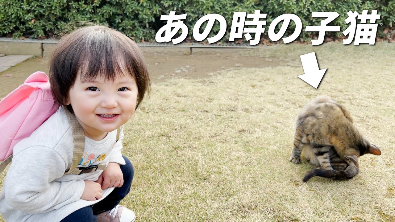 公園のあの子猫と再び遭遇！