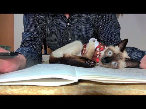 ノートひらいて書き物してると割り込んで来るシャム子猫✒