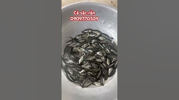 Cá sặc rằn giống - TAM NÔNG- ĐỒNG THÁP #trại_cá_giống_út_me 0909770509