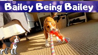 Destruction! - Bailey Being Bailey by Bailey The Beagle 169 views 1 year ago 3 minutes, 3 seconds