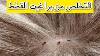 حشرات وبراغيت القطط 🤦🏻‍♀️🐈 أسهل طريقه لعلاج حشرات للقطط في المنزل بأمان بدون الذهاب للطبيب 😻♥️