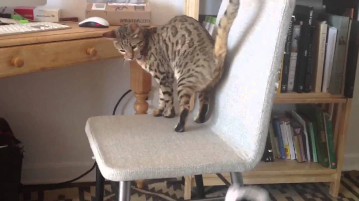 Watch the video about English bulldog puppy takes on Bengal cat