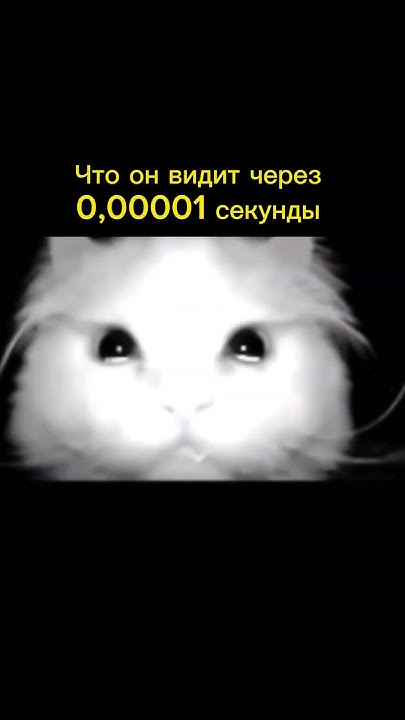 Ни один котик не пострадал🐱 Подпишись🫵 #юмор #прикол #друзья #пранк ...