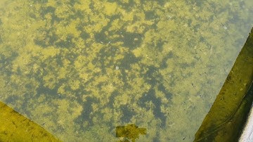 Chia Sẻ Kinh Nghiệm Nuôi Ếch - Nòng Nọc 6 Ngày Chết Hàng Loạt