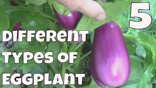 5 Different Eggplant Varieties That Grow Well In Our Zone 6 Garden.