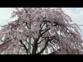 葛城市笛堂～専称寺（奈良県）