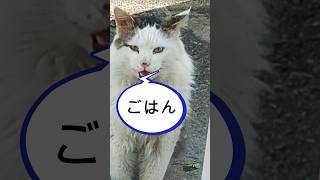 中に入れてくれニャ