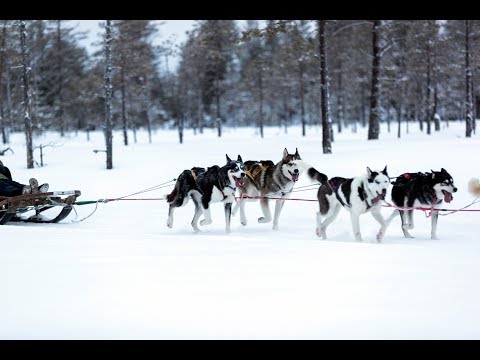 Video: Vart Ska Man åka Hundspann