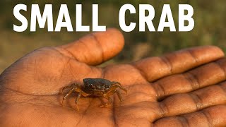 🌿 "Unbelievable! Small Crab Hidden in My Hand!" 🦀