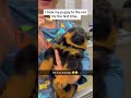 Dogs and veterinarians #funny #animals #fyp #pet #dog #dogs #dogsofti