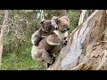 Koala and Joey - rare footage in the wild