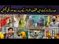 Visited  exotic birds shop talking and tame birds sadar karachi  birdlife pakistan