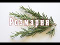 Специи. Розмарин / ENG SUB