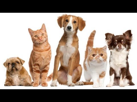 6 Cách khử mùi hôi cho chó, mèo ...(Thú Cưng) - Williamcuong.com