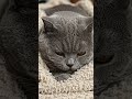 cute black cat #cat