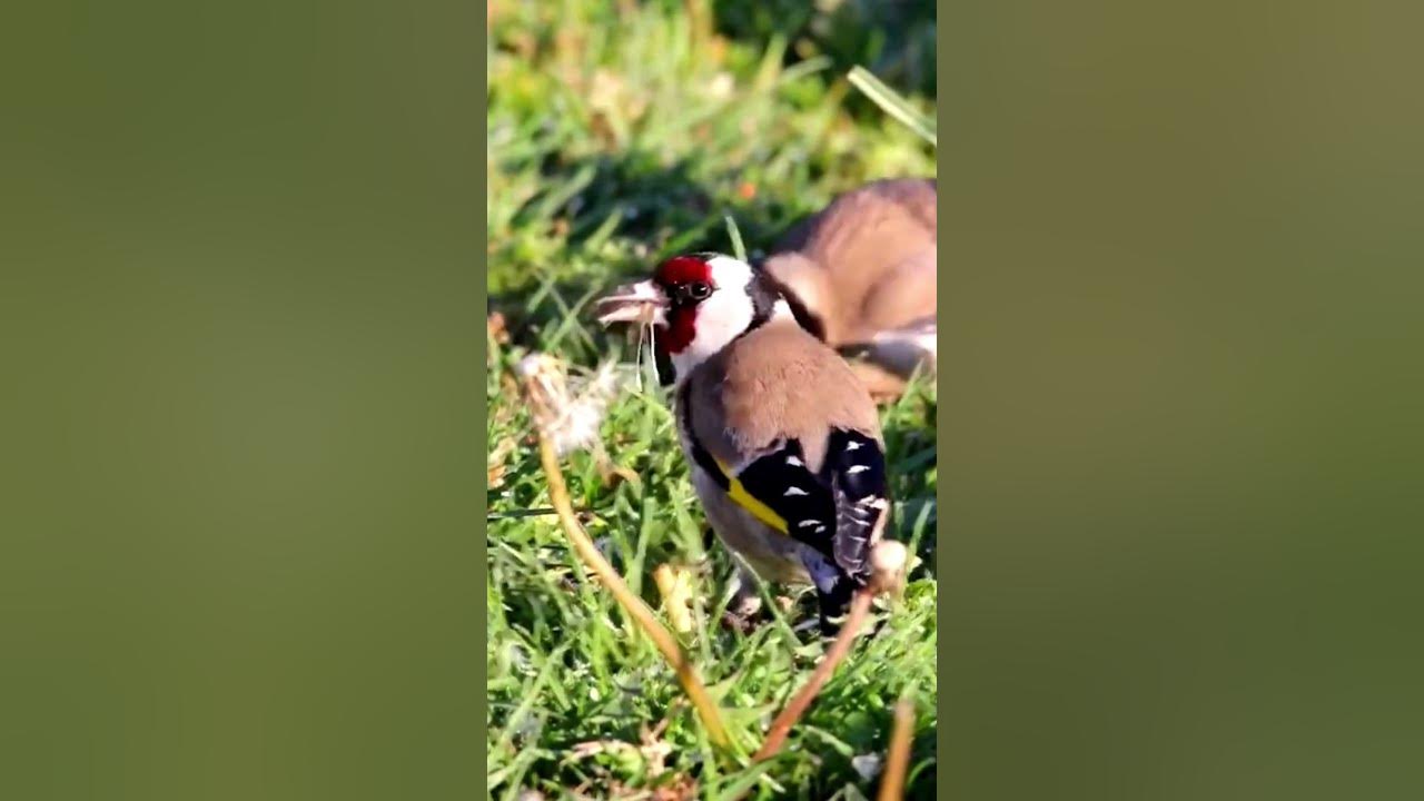 Щегол - Пение Щегла. Singing Goldfinch. غناء طائر الحسون. #chardonneret ...