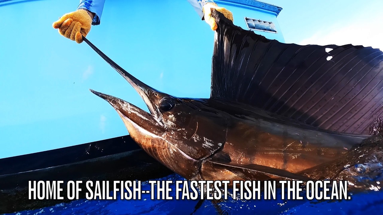 Fly Fishing for Sailfish in Guatemala (Part 1)