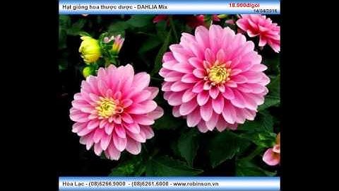 Hạt giống hoa thược dược - DAHLIA Mix