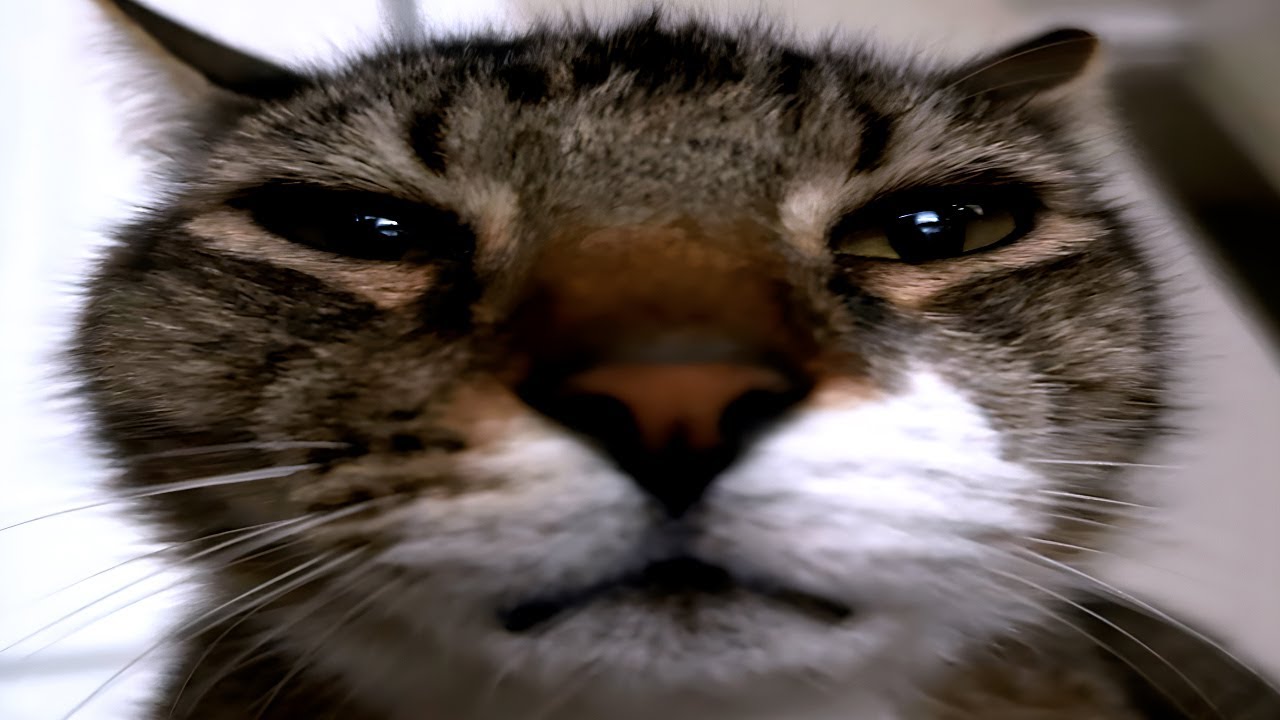 these cats went too far