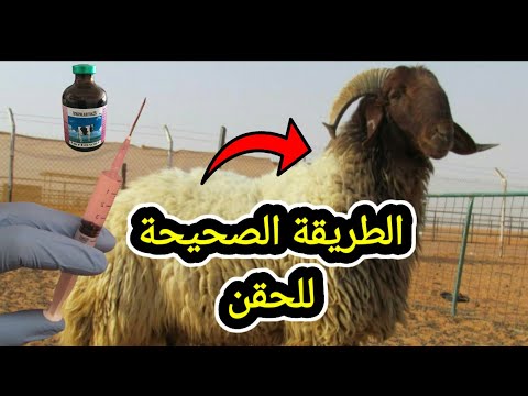 فيديو: دمية تفاعلية هي أفضل هدية لفتاة