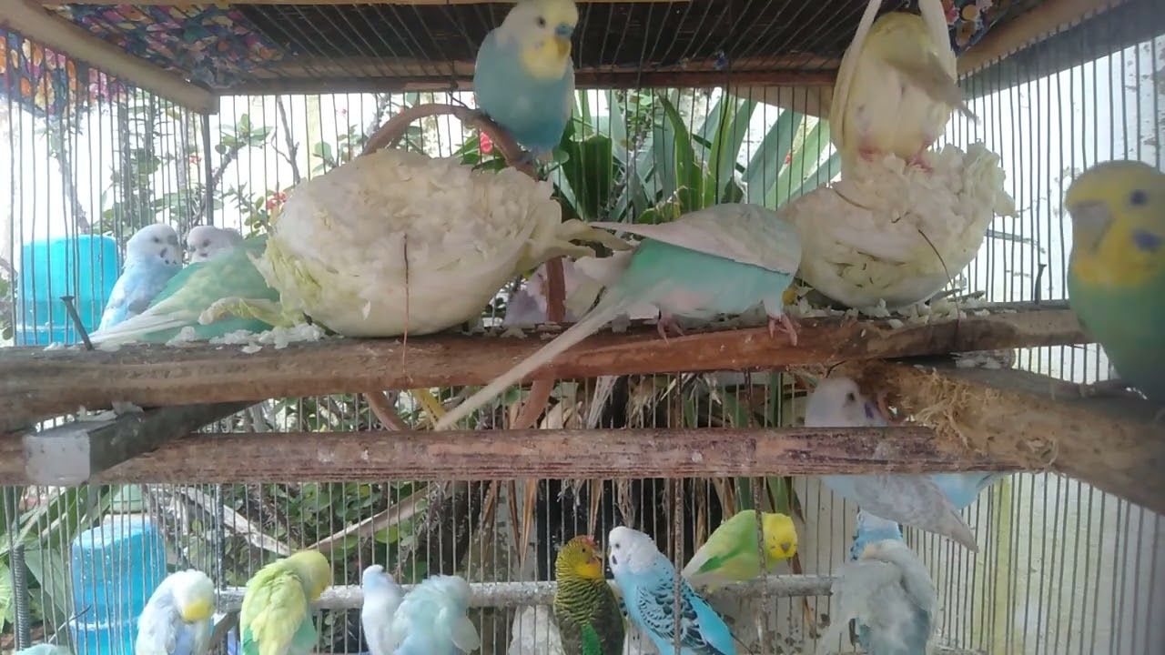 🌿 Um respiro visual 💤 periquitos lindos e calmos 🐦✨ 