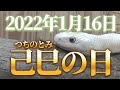 1月16日 己巳の日!白蛇様の奇跡!聞くだけで金運・財運が急激に開ける