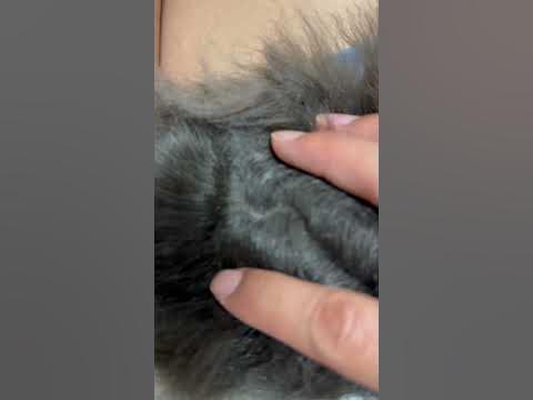 モルモットシラミ