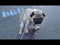 オシッコする度に水で流していたら、道路の真ん中でウンチする愛犬。うちのパグ『おまめ日記』【パグTV】