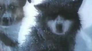 Video thumbnail of "Antartica-Vangelis.wmv"