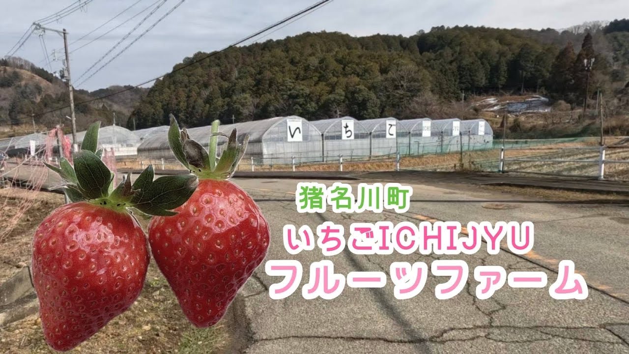 【いちご狩り】心と腹でも満たすか…【YZF-R3】