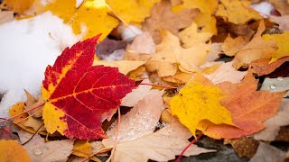 Fluttering Maple Leaves screenshot 4