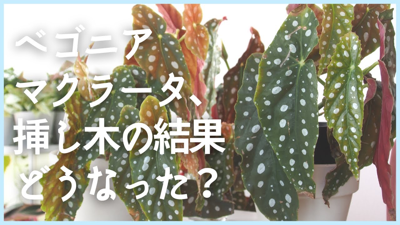 Live】ベゴニアマクラータ、挿し木どうなった？増殖するなら水挿しor